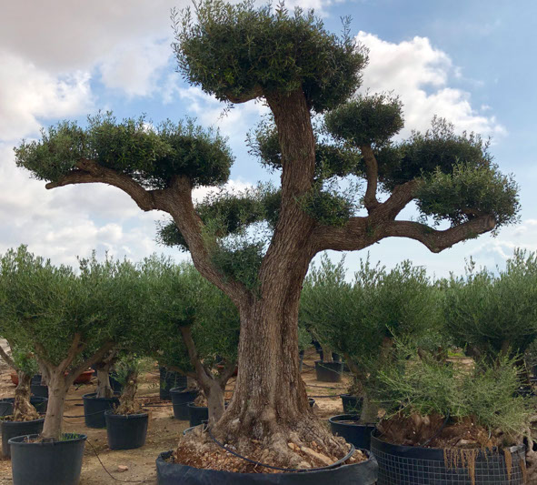 OLIVIERS VIVEROS LUCENA SL