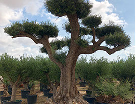 OLIVIERS VIVEROS LUCENA SL