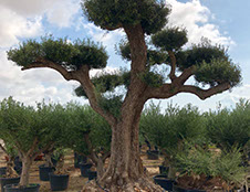 OLIVIERS VIVEROS LUCENA SL