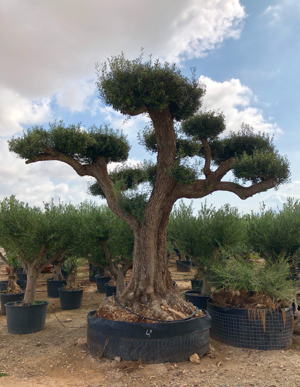 OLIVIERS VIVEROS LUCENA SL