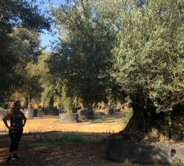 OLIVIERS VIVEROS LUCENA SL