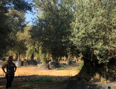 OLIVIERS VIVEROS LUCENA SL