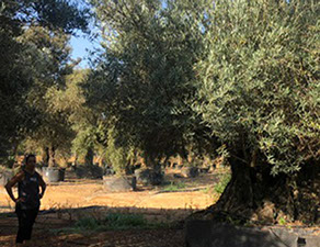 OLIVIERS VIVEROS LUCENA SL