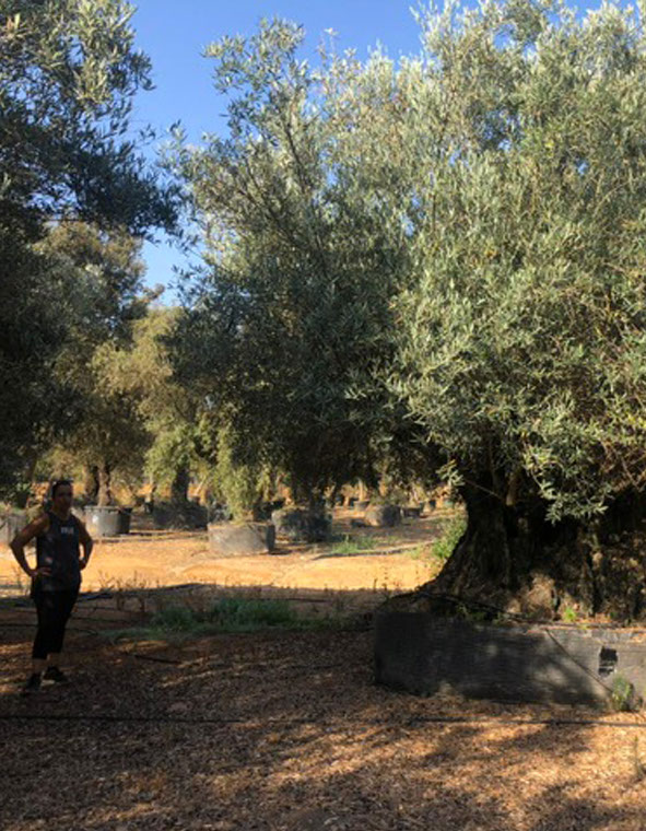 OLIVIERS VIVEROS LUCENA SL