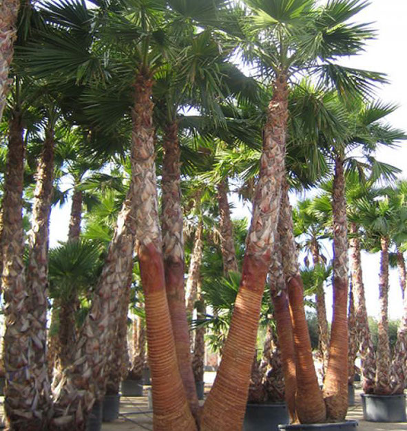 PALMIERS VIVEROS LUCENA SL