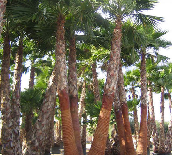 PALMIERS VIVEROS LUCENA SL