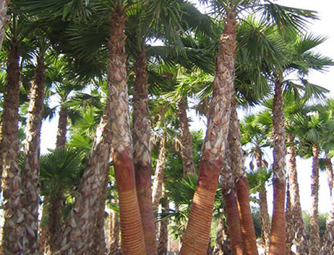 PALMIERS VIVEROS LUCENA SL