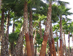 PALMIERS VIVEROS LUCENA SL