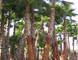 PALMIERS VIVEROS LUCENA SL