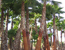 PALMIERS VIVEROS LUCENA SL