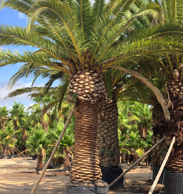 PALMIERS VIVEROS LUCENA SL