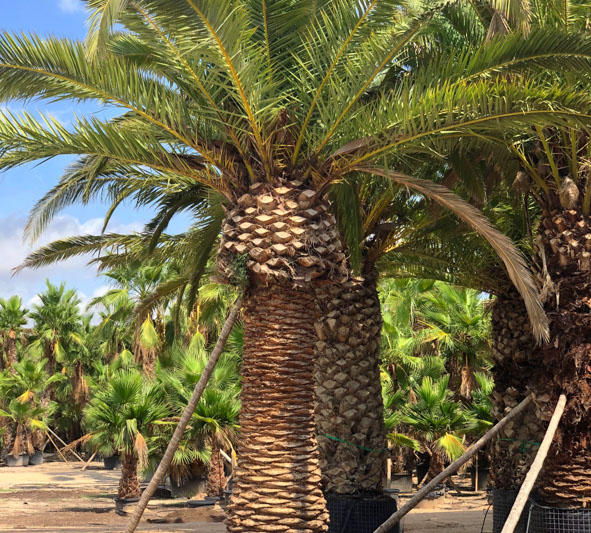 PALMIERS VIVEROS LUCENA SL