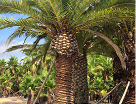 PALMIERS VIVEROS LUCENA SL