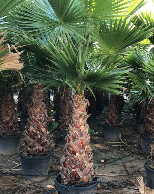 PALMIERS VIVEROS LUCENA SL