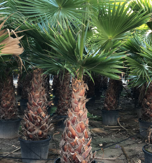 PALMIERS VIVEROS LUCENA SL