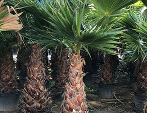 PALMIERS VIVEROS LUCENA SL