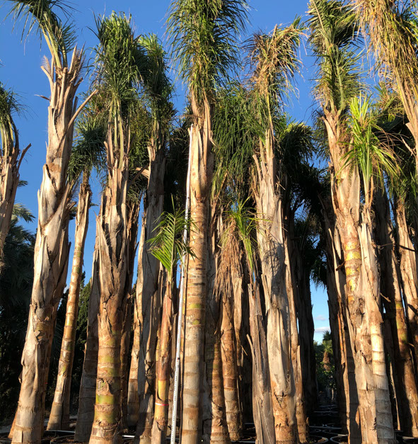 PALMIERS VIVEROS LUCENA SL