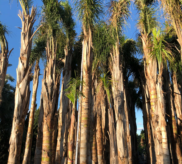 PALMIERS VIVEROS LUCENA SL