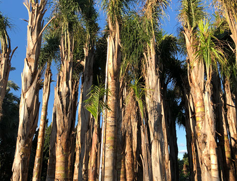 PALMIERS VIVEROS LUCENA SL