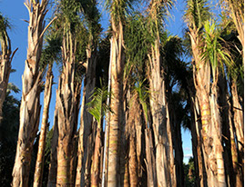 PALMIERS VIVEROS LUCENA SL