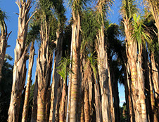 PALMIERS VIVEROS LUCENA SL