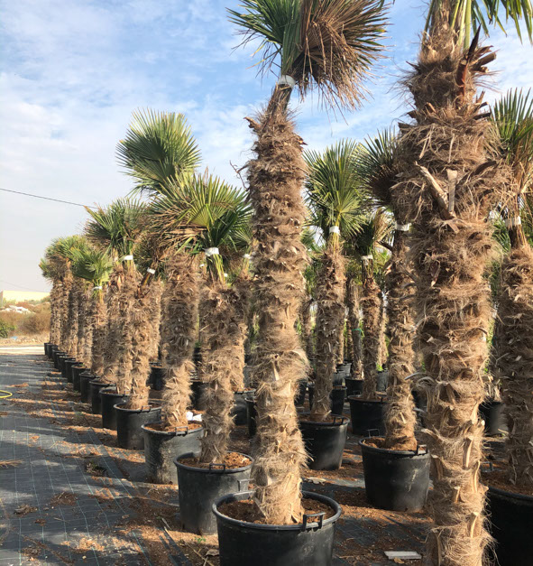 PALMIERS VIVEROS LUCENA SL