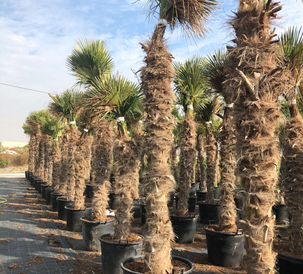 PALMIERS VIVEROS LUCENA SL