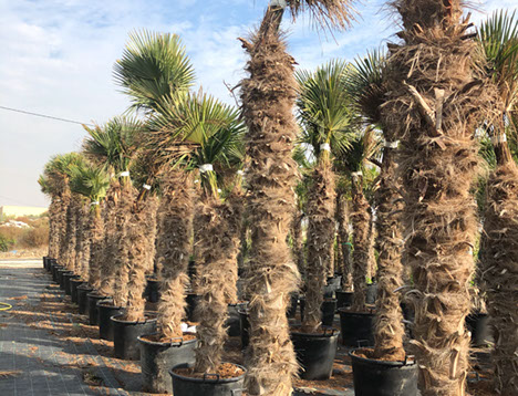 PALMIERS VIVEROS LUCENA SL