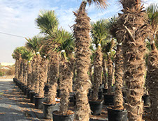 PALMIERS VIVEROS LUCENA SL