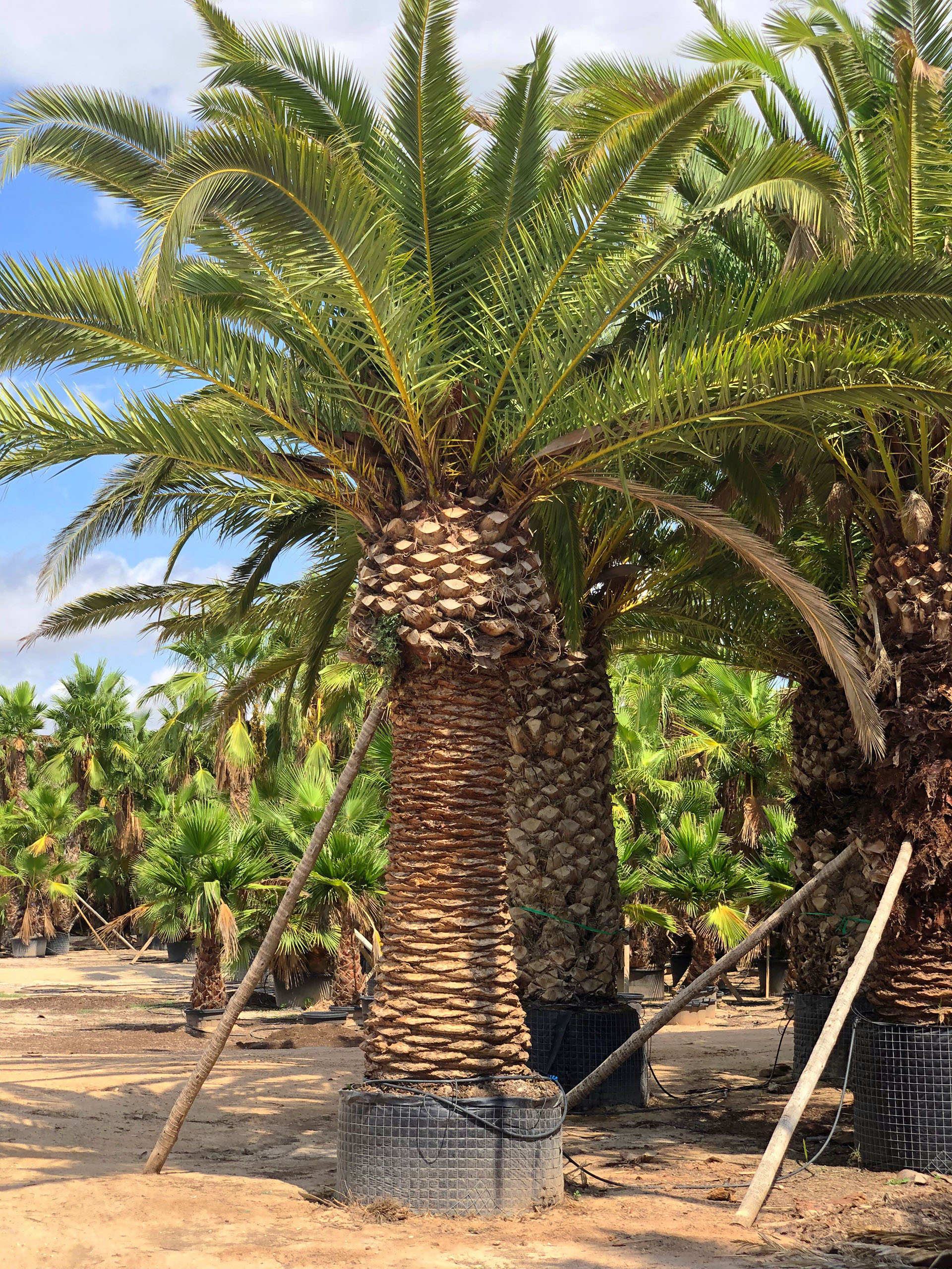 PALMIERS VIVEROS LUCENA SL