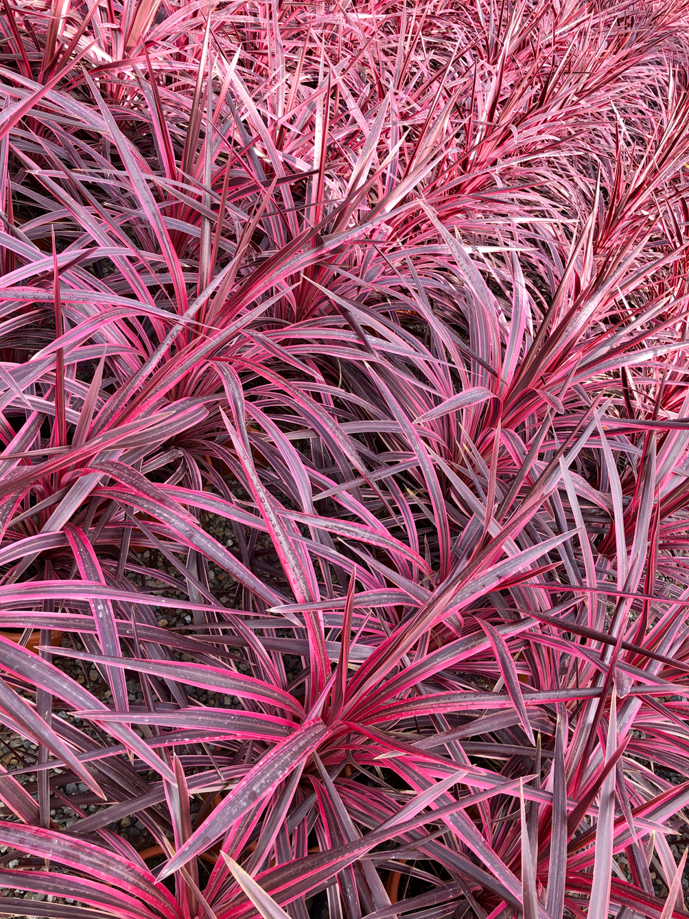 PLANTES MEDITERRANEENNES VIVEROS LUCENA SL